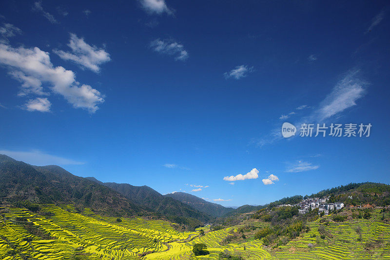 婺源黄林油籽梯田