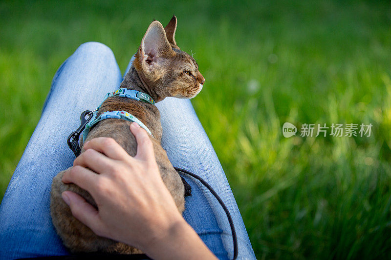 个人观点的女性宠物主人抚摸她的猫放松在她的大腿上-库存照片