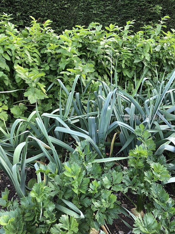 英国夏末花园里生长的防风草、韭葱和块根芹