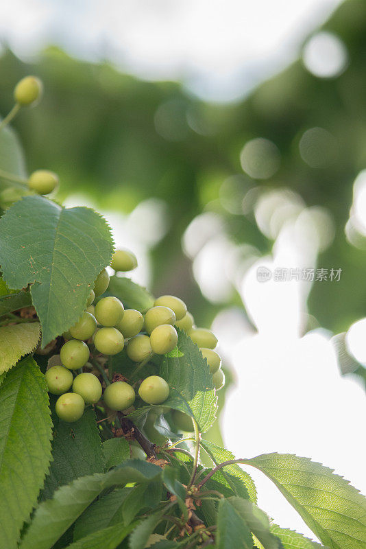 绿色的未成熟的樱桃浆果在有叶子的树枝上