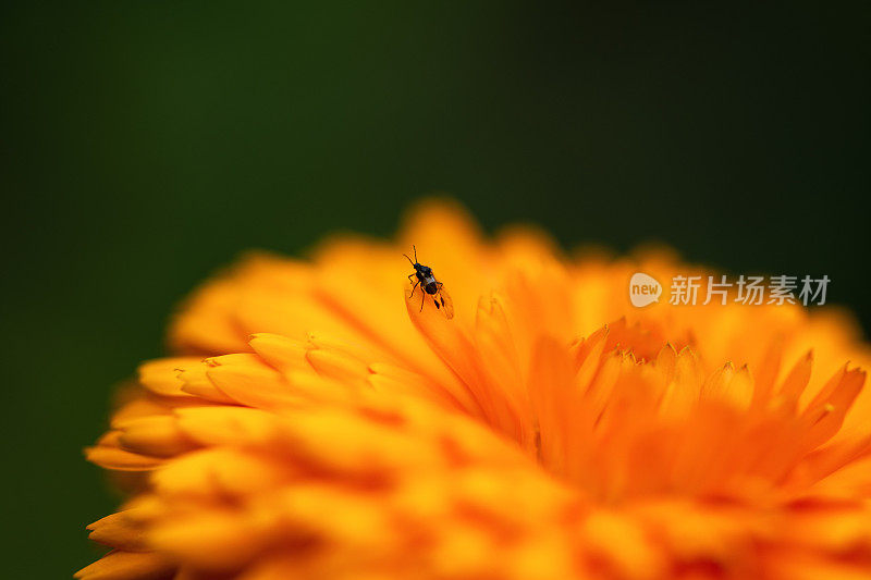 这只蚜虫正坐在深绿色背景下的一朵桔黄色的花上。昆虫的微距照片