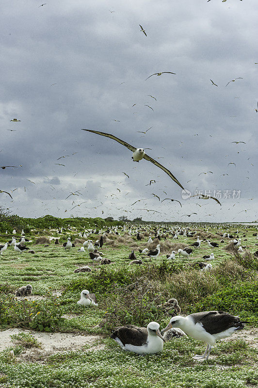 信天翁是一种横跨北太平洋的大型海鸟。信天翁殖民地Papahānaumokuākea海洋国家纪念碑，中途岛，中途岛环礁，夏威夷群岛。
