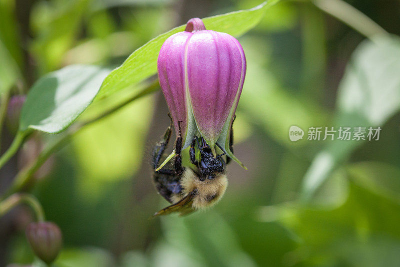 大黄蜂和铁线莲。