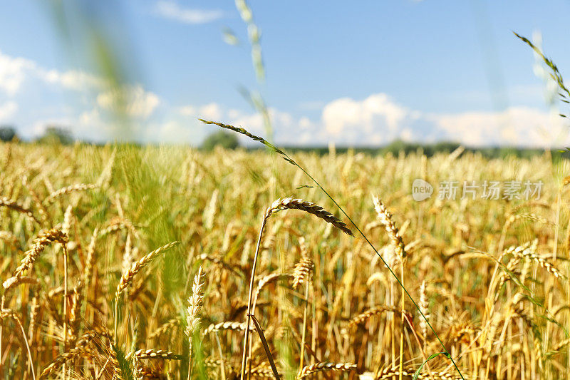 8月份的麦田