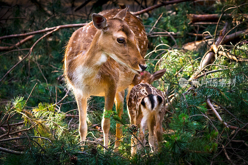 小牝鹿和吃奶的小鹿