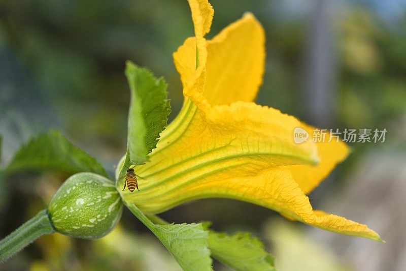 蜜蜂和受精的南瓜花