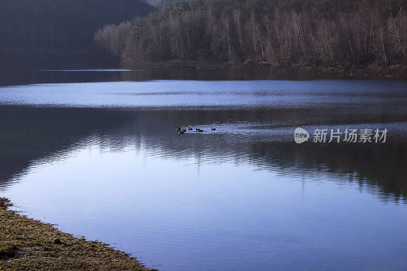 鸭子在湖里