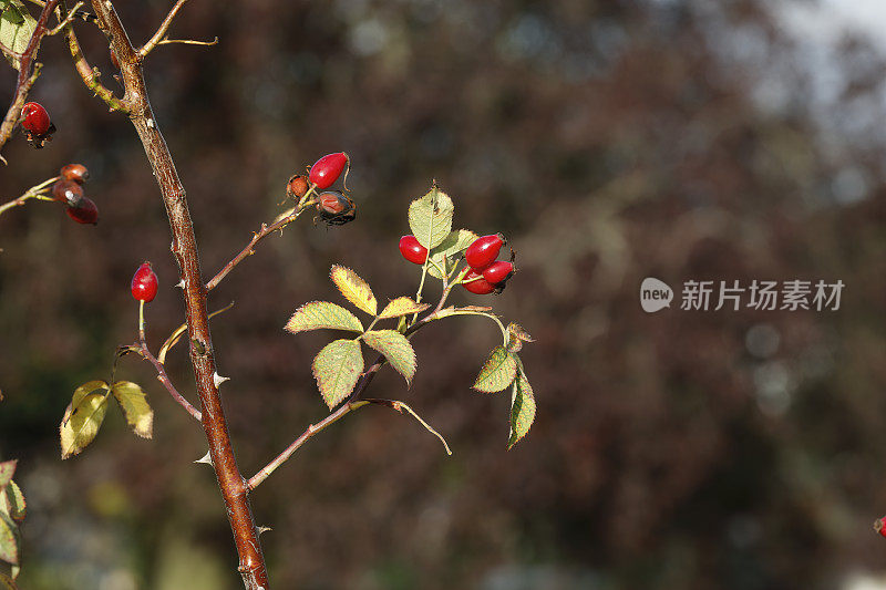 红色玫瑰果在秋天柔软的背景