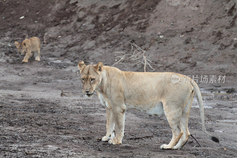 博茨瓦纳的狮子和幼崽