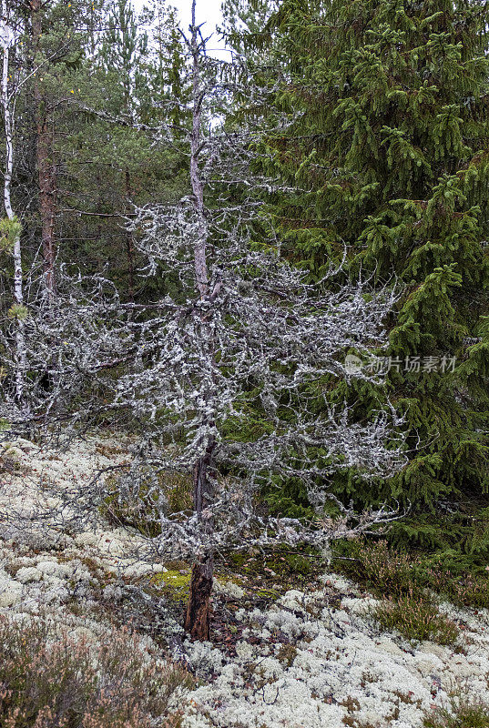 景观。北欧秋天的森林。松树和巨石。