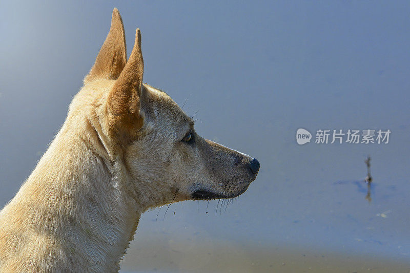 青少年野狗(犬狼疮野狗)