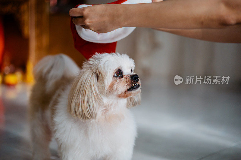 宠物主人给她的西施犬戴了一顶圣诞帽