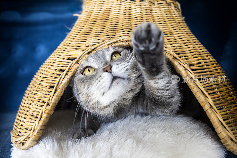 大头肥猫的胳膊伸在竹篮里