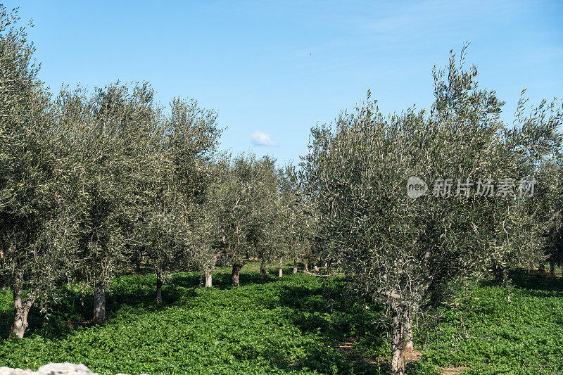 意大利南部普利亚地区的橄榄树，该地区以出口优质橄榄油而闻名。没有人。