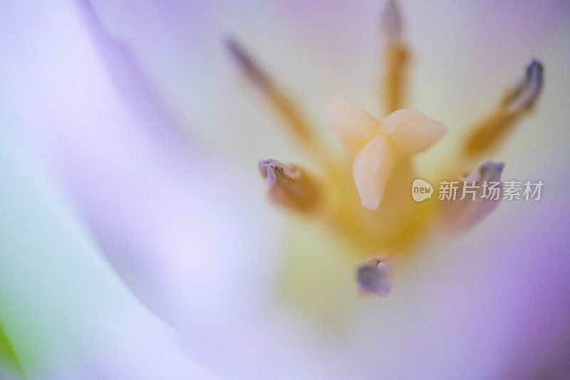 极端特写的郁金香花