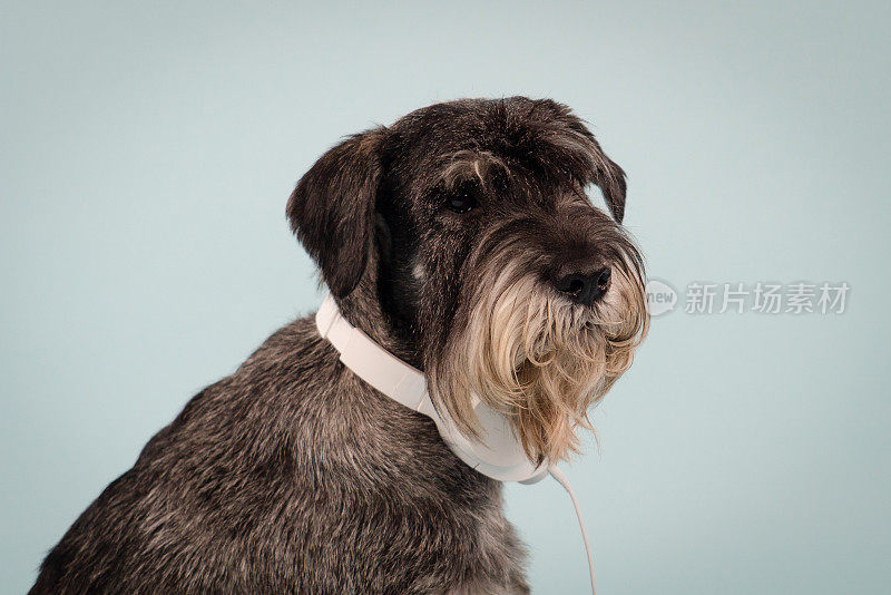 一条米特尔雪纳瑞品种的狗的侧视图与脖子上的白色耳机。这只宠物坐在画室里浅蓝色的背景上，看着摄像机。技术和音乐。近距离