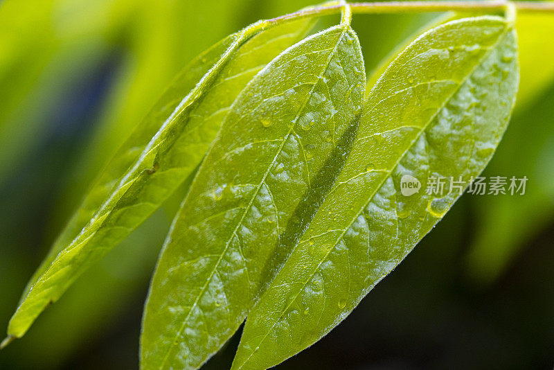 紫藤在春天开花