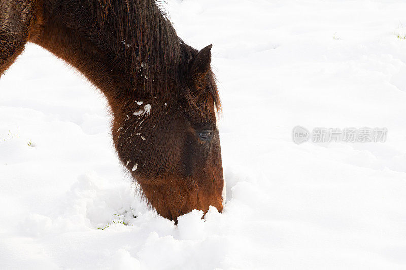 在雪地里找草的时候，一匹漂亮的马用鼻子探了探刚落下来的雪。