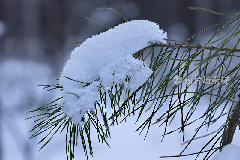 雪在翠绿的松针上