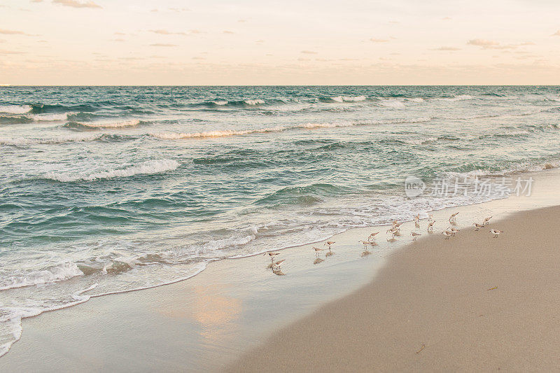 2021年1月，在佛罗里达海滨的高地海滩上，蓝绿色的海浪横扫着海滩上的鸟儿