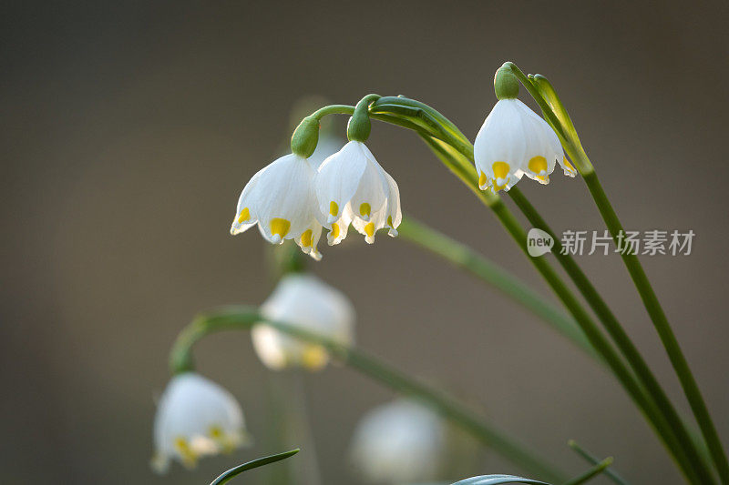 春天的雪花