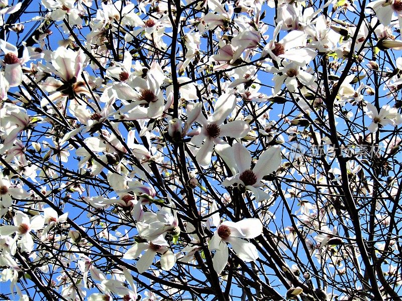 日本。3月。木兰开花了。