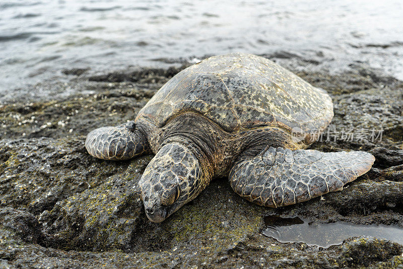 夏威夷大岛海滩上的玳瑁海龟