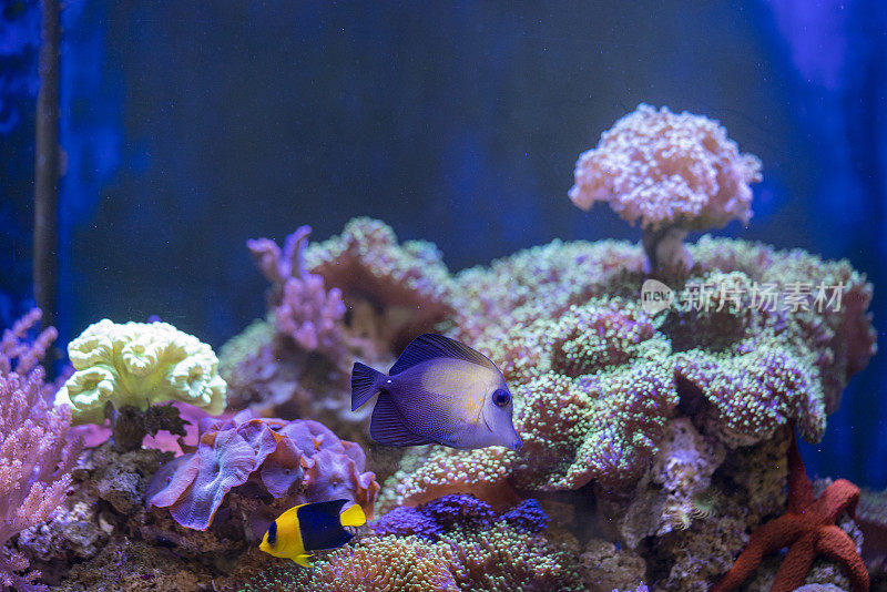 海水珊瑚礁水族馆鱼缸库存照片