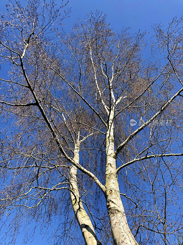 常见的银桦树枝(桦树)孤立在清晰的，深蓝色的天空和明亮的白色树皮，在冬天没有叶子的花园落叶树