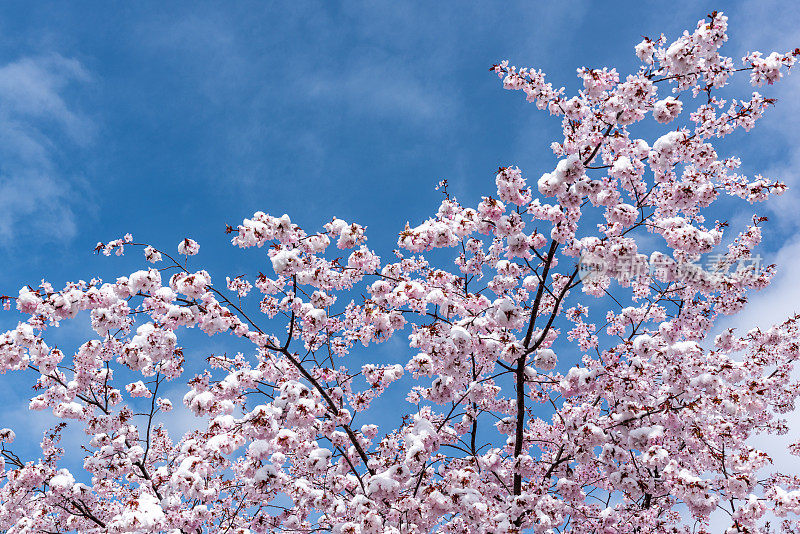 春天，加拿大多伦多市爱德华兹花园的樱花与雪盛开