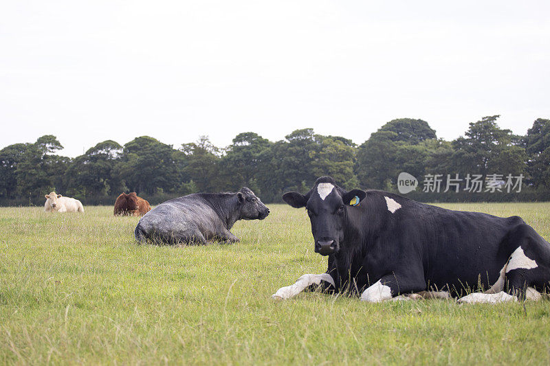 城市奶牛坐在城市的田野里，有复制空间