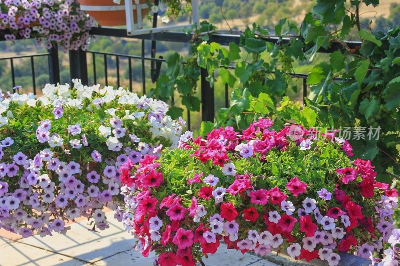 选择性聚焦到前景。盛开的粉红色和紫色矮牵牛花(矮牵牛花)在花盆和野生葡萄藤在舒适的花园露台模糊阳台