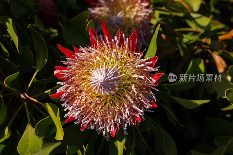 蓝藻Protea《小王子》