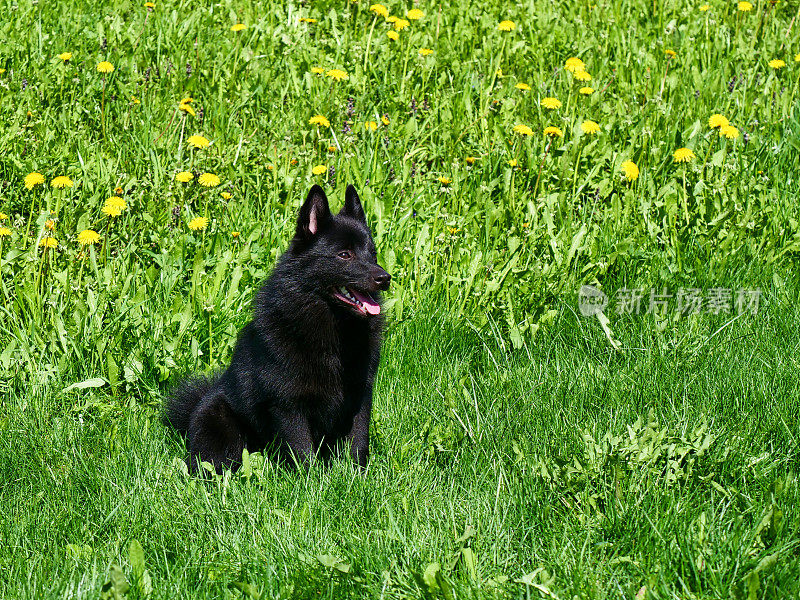 迷人的比利时牧羊犬Schipperke坐在黄色蒲公英的背景上