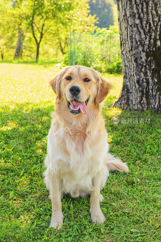 坐在金毛猎犬