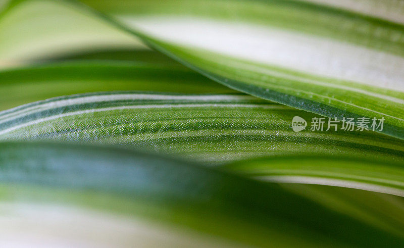 一种蜘蛛植物的卷曲叶片的特写