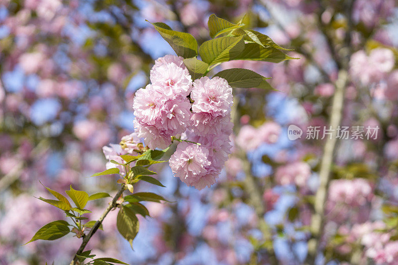 春天的樱花