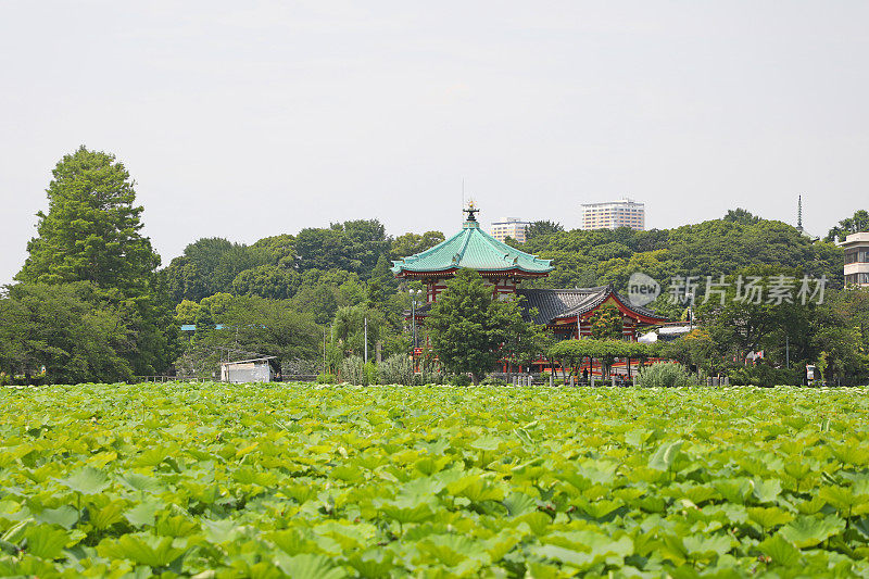 东京上野公园的忍宝池