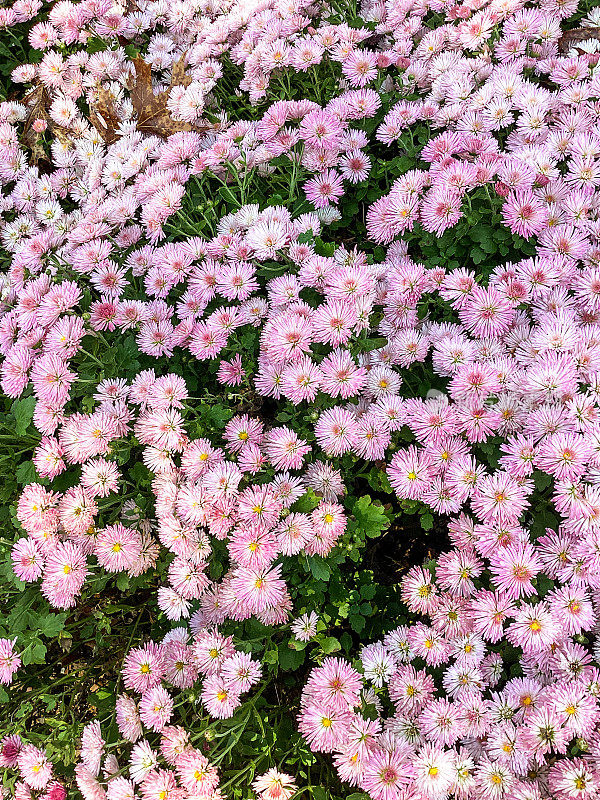 粉红色紫菀在英国农舍花园与各种多年生植物在夏末盛开