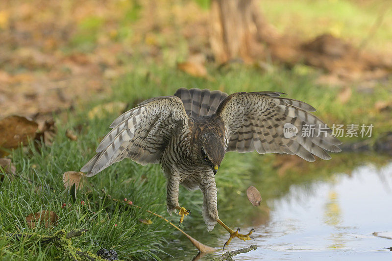 Sparrowhawk(猛禽努力)