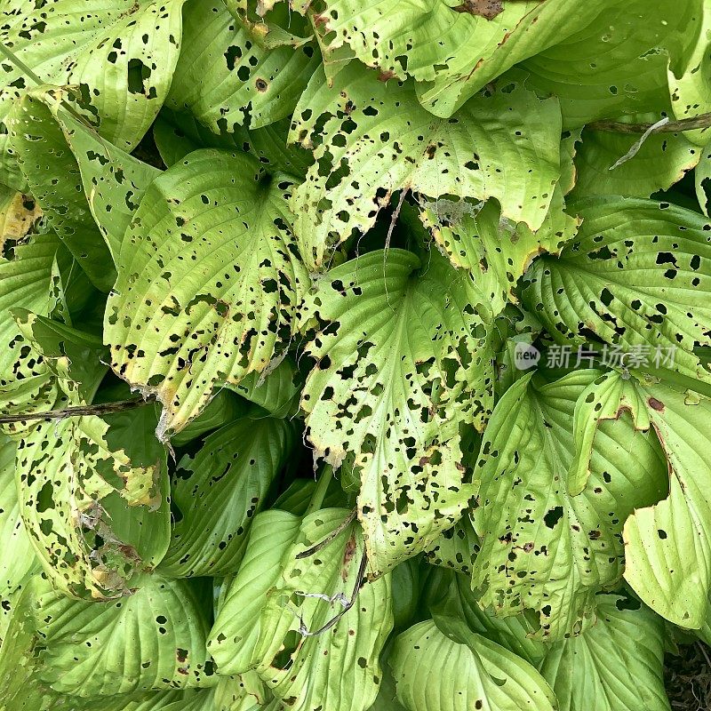 玉簪属植物的昆虫损坏的叶子