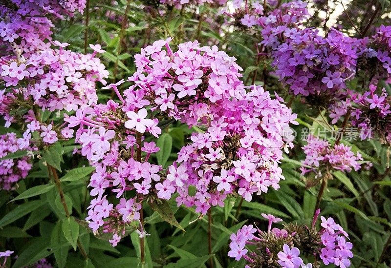 9月花园夹竹桃依然盛开