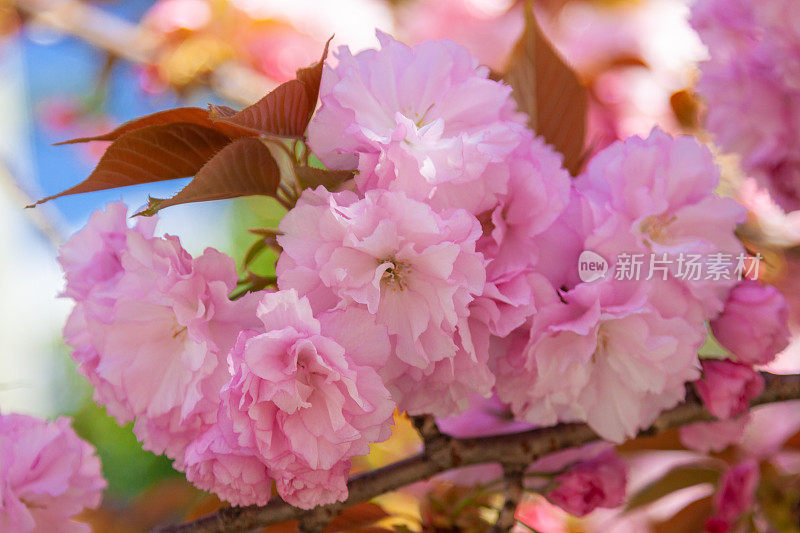 特写的樱花盛开，华盛顿特区，美国。