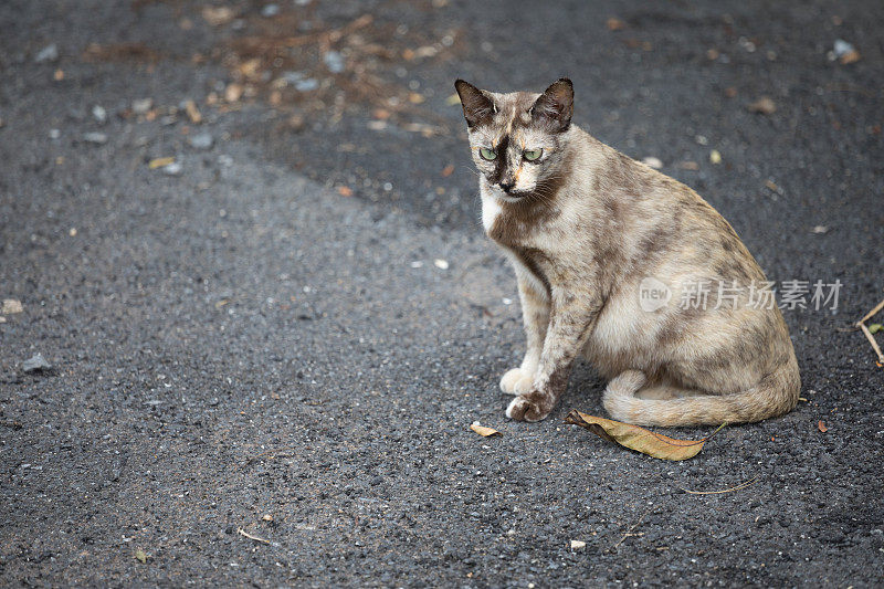 曼谷街头的猫