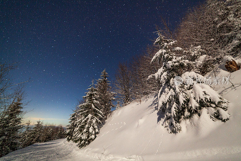 壮丽的星空笼罩着冬日的山景。夜景。月光下美丽的高大冷杉。喀尔巴阡山,乌克兰,欧洲。