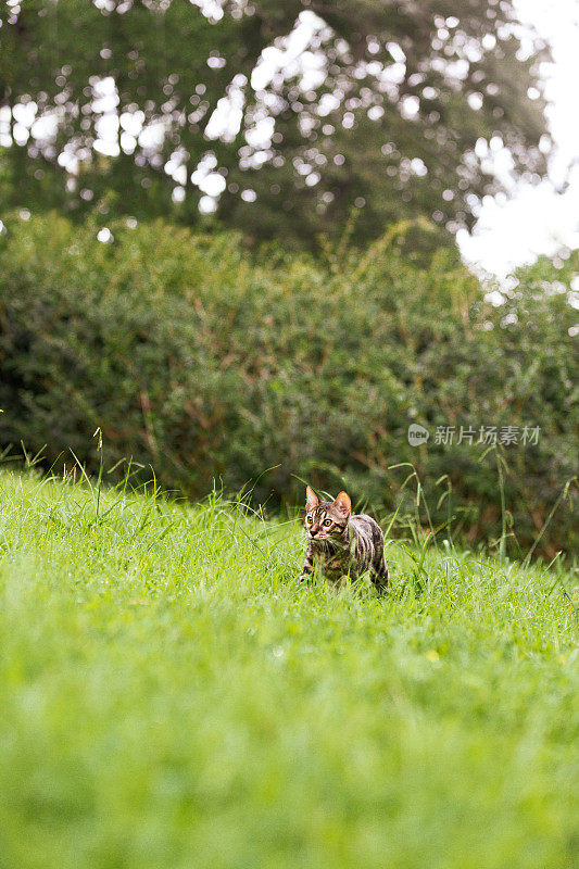 孟加拉的小猫