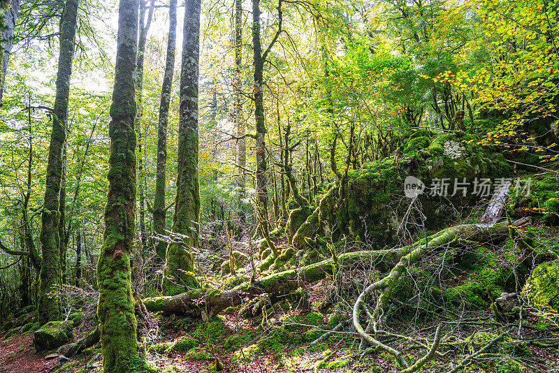 位于纳瓦拉比利牛斯山秋山毛榉林中