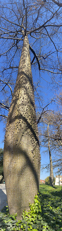 公园里高大的丝绵树