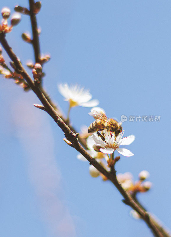 春天樱花盛开，蜜蜂飞舞