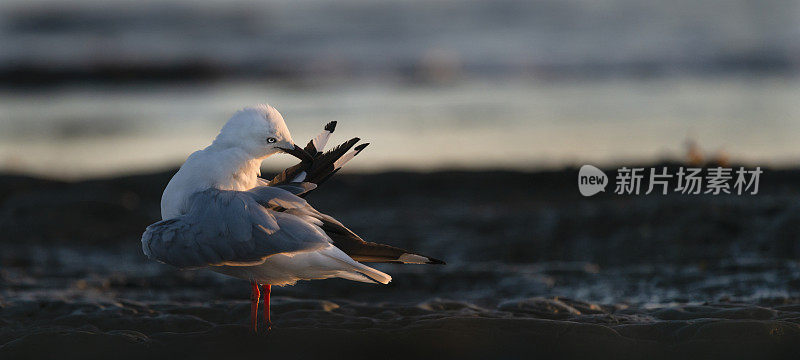 背光海鸥梳理它的翅膀羽毛在日出，全景格式。